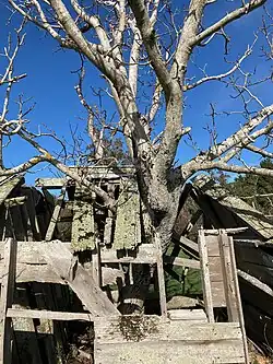 The observatory is supported by a walnut tree growing through a transit window