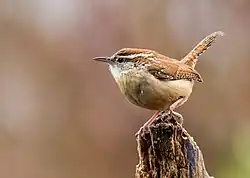 A wren perches on vegetation, looking alert.