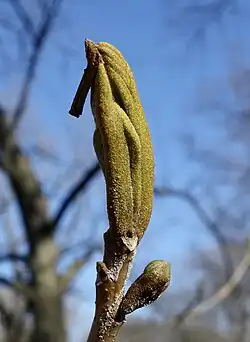 Expanding bud in spring