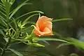 Apricot-colored flower