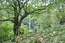 Forest near Tlaxcalantongo, municipality of Xicotepec, Puebla (16 March 2009).