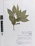 Preserved specimen from herbarium, with descriptive notes