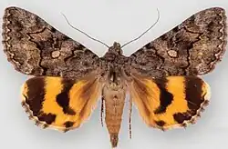 Catocala mcdunnoughi McDunnough's underwing