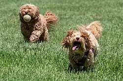 Image 50A cavapoo and maltipoo running back while playing fetch (from Dog behavior)