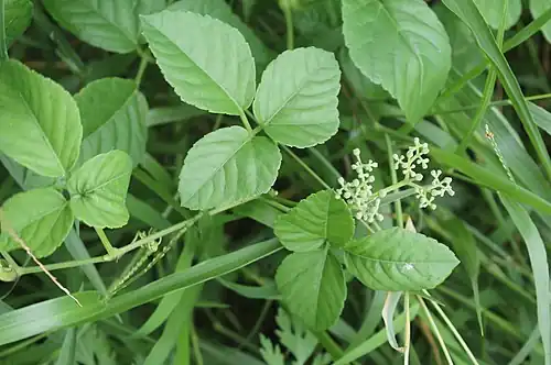 Leaves and flower buds