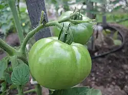 Unripe Celebrity tomato