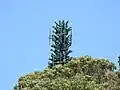 A cellphone tower disguised as a tree