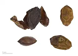 Fruit and seed (herbarium specimen)