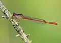 Ceriagrion tenellum