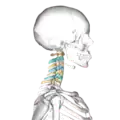 Cervical vertebrae, lateral view (shown in blue and yellow)