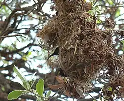 Female in nest suspended from low tree branch