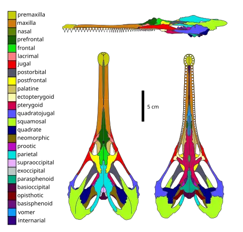 Skull diagram of Champsosaurus lindoei, a neochoristoderan