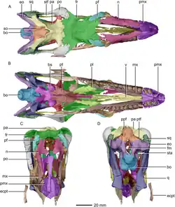 The same skull in top, bottom, front, and rear views