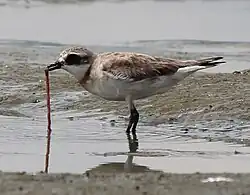 Lesser sand plover eating ragworm