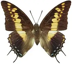 C. castor Female dorsal, from Maka, Central African Republic