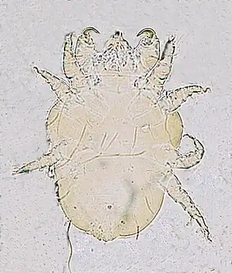 Cheyletiella parasitivorax house dust mite