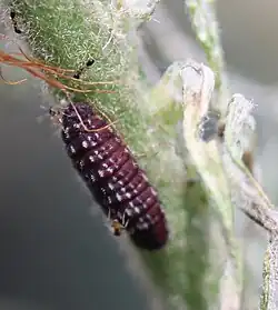 Early instar caterpillar tended by ants