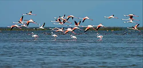 Migratory birds at Chilika Lake