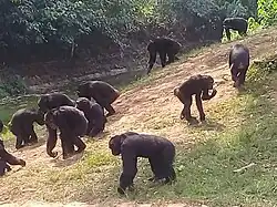Chimpanzee meeting at the Center