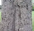 Trunk and bark of Chinese cork oak
