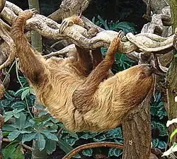Brown sloth