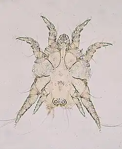 "Chorioptes bovis," a species in Psoroptidae