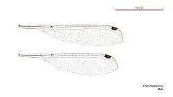 Male Chorismagrion risi wings