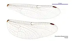Female wings