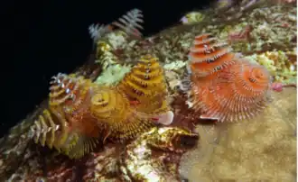 Christmas tree worms on a coral head in the Flower Garden Banks National Marine Sanctuary in the Gulf of Mexico.