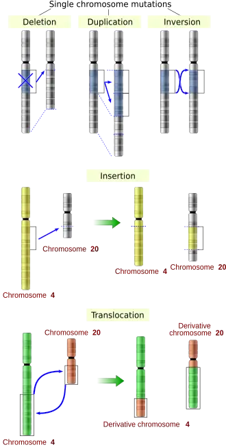 Image 3Five types of chromosomal mutations (from Mutation)