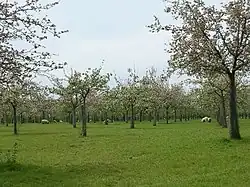 Image 23A traditional cider apple orchard at Over Stratton, with sheep grazing (from Somerset)