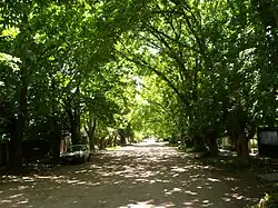 Tree lined street in City Bell