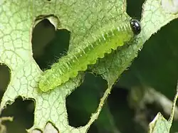 Larva