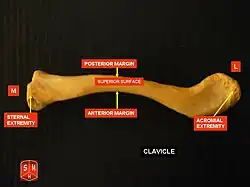 Clavicle