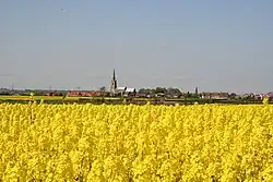 Oil seed rape in full flower, with St Peter's in the background