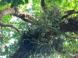 A group of wild Cleisostoma simondii Orchids flowering in a tree branch in Hong Kong.