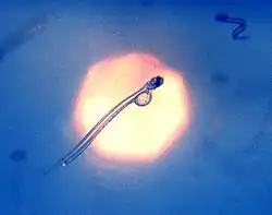 Early stage herring larvae imaged in situ with yolk remains