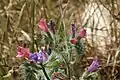 Echium judaeum in blossom