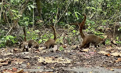 A group of Coatis in Bosque Protector San Lorenzo, Colón, Panamá