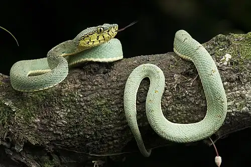 Amazonian palm viper, Bothrops bilineatus