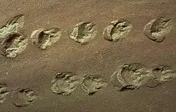Indentations of roundish footprints with claw or toe marks in tan-colored rock