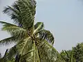 Coconut Tree(ತೆಂಗಿನ ಮರ)