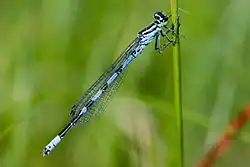 Coenagrion hastulatum
