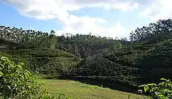 Landscape in southwestern Espírito Santo showing a hilly area covered by coffee and eucalyptus plantations