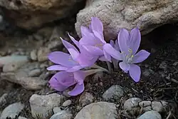 Colchicum Persicum Baker in Behbahan