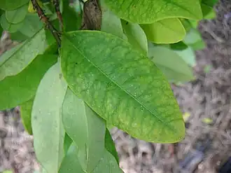 Leaves