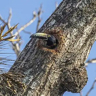 looking out of the nest P. t. torquatus, Guatemala