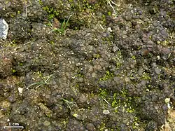 rough, lumpy mass composed of brown circular sections edged in black