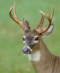 The face of a deer with antlers