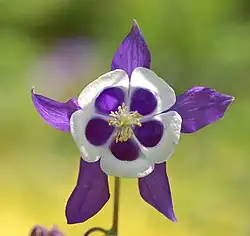 Aquilegia 'Blue Butterflies' flower